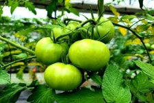 [잇다팜] 유기농 토마토(tomato)농장 희원농원 정용훈 대표