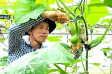 [잇다팜] 유기농 토마토(tomato)농장 희원농원 정용훈 대표