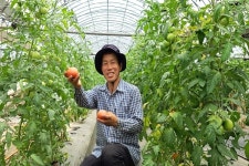 [잇다팜] 유기농 토마토(tomato)농장 희원농원 정용훈 대표