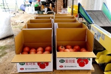 [잇다팜] 유기농 토마토(tomato)농장 희원농원 정용훈 대표