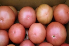 [잇다팜] 유기농 토마토(tomato)농장 희원농원 정용훈 대표