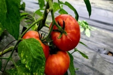 [잇다팜] 유기농 토마토(tomato)농장 희원농원 정용훈 대표