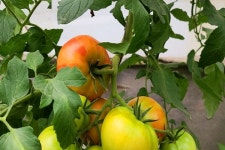 [잇다팜] 유기농 토마토(tomato)농장 희원농원 정용훈 대표