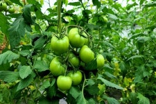 [잇다팜] 유기농 토마토(tomato)농장 희원농원 정용훈 대표