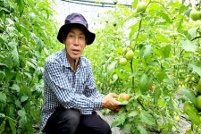 [잇다팜] 유기농 토마토(tomato)농장 희원농원 정용훈 대표
