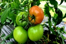 [잇다팜] 유기농 토마토(tomato)농장 희원농원 정용훈 대표