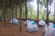 서울대공원, 치료의 숲 산림치유 프로그램