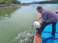 하동 금남·진교면 앞바다에 볼락 방류