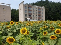 하동군 걷고 싶은 고전면백일홍·해바라기 만개장관