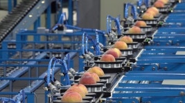 옥천군농산물산지유통센터 복숭아 선별기 교체