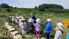 죽향초병설유치원, 옥수수 농장 체험