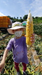 죽향초병설유치원, 옥수수 농장 체험