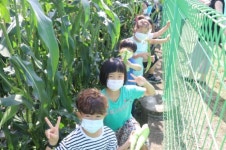 괴산 장연초, 옥수수 수확 체험