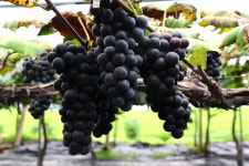 [탐방] 영동군, 포엠 와인 갈기산 농원 남성로 대표