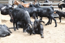 [잇다팜] 청원염소농장, 국내산염소고기 HACCP 인증