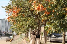 감고을 영동, 코로나19에도 가을은 성큼 다가왔다