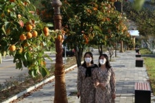 감고을 영동, 코로나19에도 가을은 성큼 다가왔다