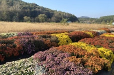 청양 구룡3리 국화단지 가을 여행 재촉