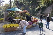 속리산 테마파크·말티재 국화 동산, 보은대추 온라인축제 흥행 견인