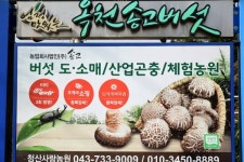 옥천군 송고버섯, 지역 농특산물 온라인 판매 지원사업 선정