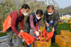 충북농기원, 바쁜 수확철 맞아 농촌인력난 해소 동참