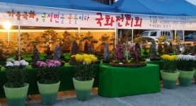 하동군  가을 국화 금성면을 물들이다