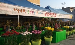 하동군  가을 국화 금성면을 물들이다