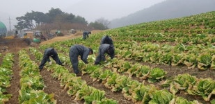 괴산군 연풍면, 생산적 일손봉사 실시