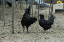 제18회 연산오계문화제