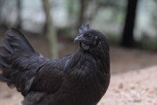 제18회 연산오계문화제