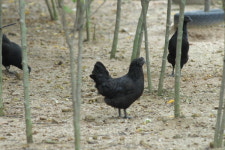 제18회 연산오계문화제