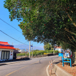 제주 서귀포, 위미 한라앤탐농장 귤 따기 체험