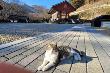 금산군, 주옥(珠玉)같은 '보석사(寶石寺)' 주지 장곡스님