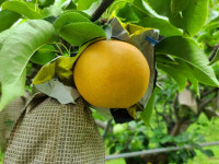 [직거래 장터] 옥천군, 진솔 농장 꿀배 판매