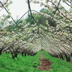 [직거래 장터] 옥천군, 진솔 농장 꿀배 판매