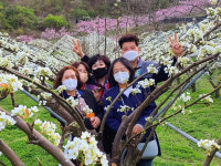 [직거래 장터] 옥천군, 진솔 농장 꿀배 판매