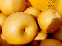 [직거래 장터] 옥천군, 진솔 농장 꿀배 판매