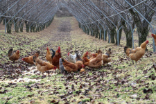 [직거래 장터] 옥천군, 진솔 농장 꿀배 판매