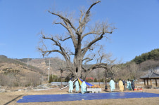 부여, 천연기념물 제320호 주암리 은행나무 행단제(杏壇祭) 거행