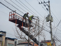 안동시, 주요 도로변 가로수 전정 실시