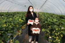 [포토뉴스] 안동시 남후면의 한 딸기 농원, 딸기 따는 동심들