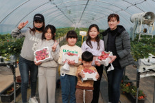 [포토뉴스] 안동시 남후면의 한 딸기 농원, 딸기 따는 동심들