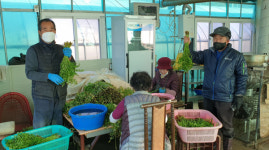 경주 동대봉산 무장봉청정미나리본격 출하