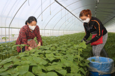 옥천 군서 깻잎 수확 한창