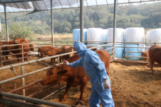 충청북도, 소·염소 구제역 백신 일제접종 실시