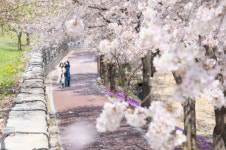 [포토]영동에도 봄바람 타고 벚꽃 여행!