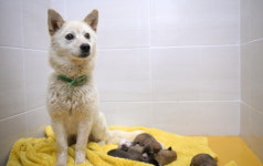 논산시 동물보호센터 더함유기동물을 반려동물로!