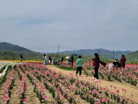[포토뉴스]안동포타운 직조놀이터 & 튤립축제, 이틀간 5,500명 다녀가
