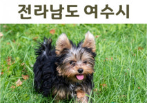 여수시, 반려동물 광견병 예방접종 실시