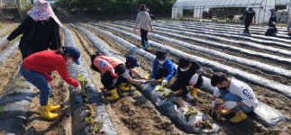 종곡초, 학교 텃밭에 모종 심기 활동 실시